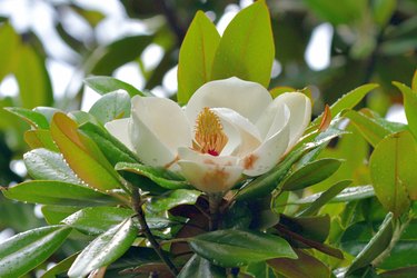 Magnolia grandiflora / Southern Magnolia / Bull Bay Flower