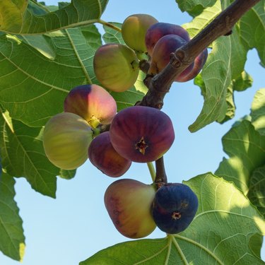 Branch of a fig tree (Ficus carica) with leaves and fruits