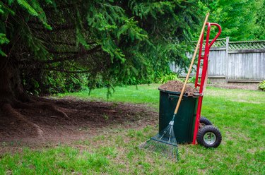 Pine needles filling a large pail on a red dolly with a lawn rake next to a large pine tree in a back yard