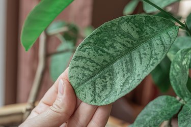 Damaged plant leaves with faded spots from mite infestation