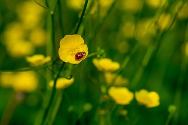 How to Attract Beneficial Insects to Your Garden