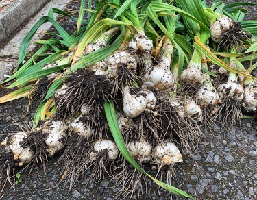 Harvest day  Organic elephant garlic Home grown