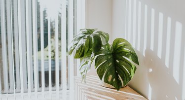 Open vertical blinds with houseplant.