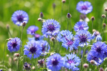 Centaurea cyanus