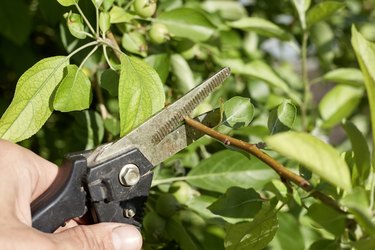 Pruning branches and leaves of an apple tree; taking care of fruit plants.