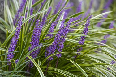 Liriope, big blue lilyturf, border grass, monkey grass, lily turf (Liriope muscari).