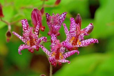 Tricyrtis hirta / Load lily / Japanese toad lily