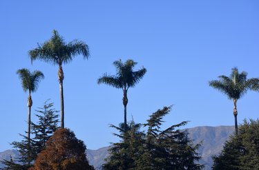 Group of California Queen Palms