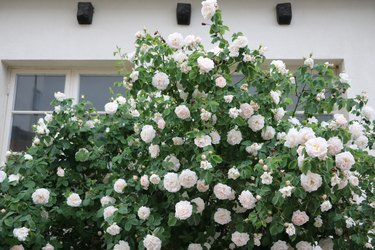 white specks on rose leaves