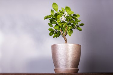 Tangerine tree blooms in a pot on a rustic background
