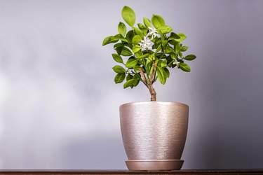 How to Grow Bonsai Trees Fast