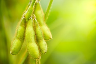 Soybeans pods on the tree and green nature background.