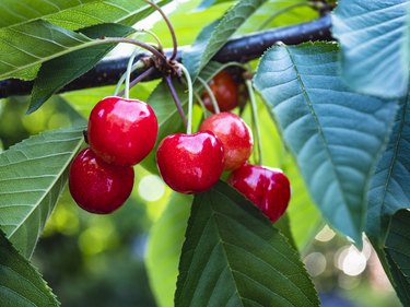 cherry tree seeds