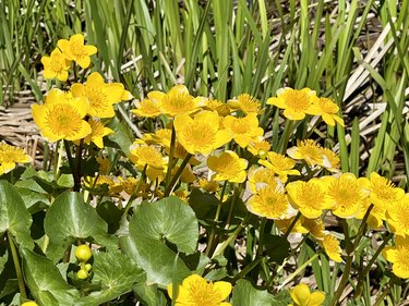 Marsh marigold (buttercup)