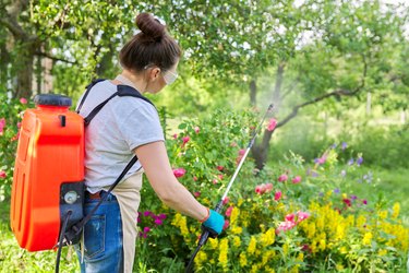 Woman with backpack garden spray gun under pressure handling bushes with blooming roses