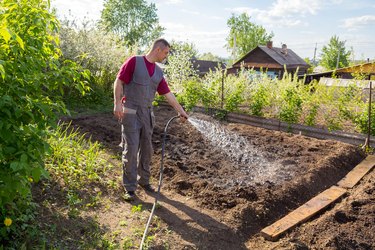 Gardener using a hose to water a bed.