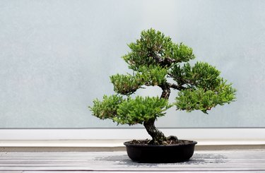 Bonsai Tree