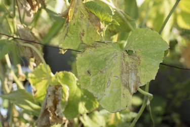 Pest damaged cucumber leave caused by harmful insects, plant fungi, thrips and other diseases