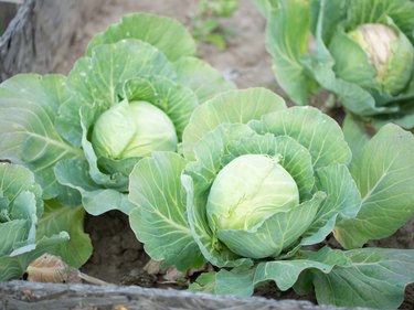 home harvest of cabbage, a head of cabbage grows in a garden bed