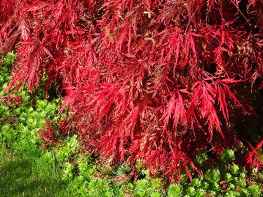 Japanese maple tree / fall (Acer Palmatum Atropurpureum-Dissectum), red autumn leaves