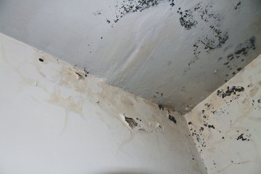 Indoor black mold growing on a ceiling