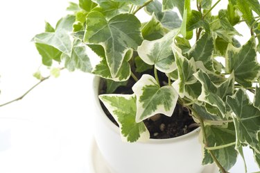 Green ivy in flowerpot on white background