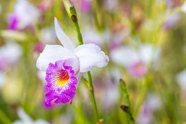 Tropical flower, purple orchid: Arundina graminifolia.