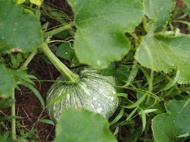 Cucurbita maxima Duchesne, green fresh vegetable on vine in garden.