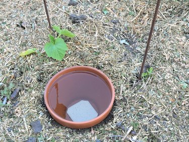 DIY continuous jar watering system, called oyas or ollas, around young vegetable plants, on mulched soil.