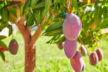Mango tree with hanging fruits.