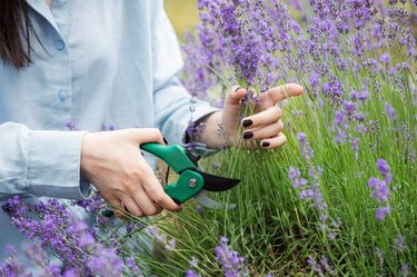 Young woman cutting bunches of lavender