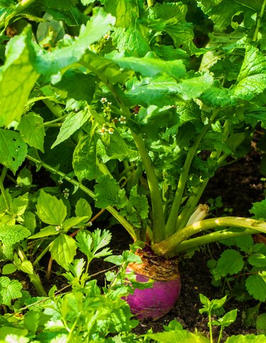 Close up of rutabaga (Brassica napobrassica)