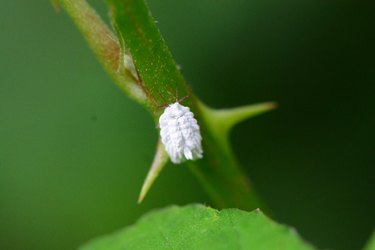 Cochineal