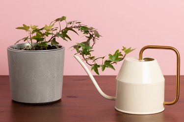 HEDERA HELIX Ivy, Potted plant