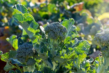 Organic Broccoli