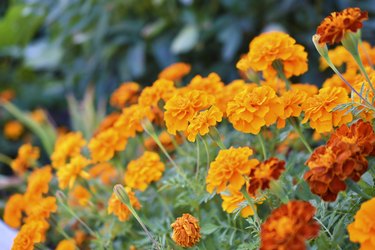 Red and yellow flowers marigolds lat. tagetes is a genus of annual and perennial plants of the asteraceae family