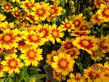 Tickseed is a plant that attracts butterflies