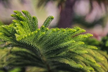 Norfolk Island Pine on nature blurred background. Close up Norfolk Island Pine on green nature. Araucaria heterophylla. Element design nature and green environment concept