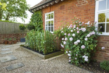 Garden with hard landscaping and rose bush, UK.