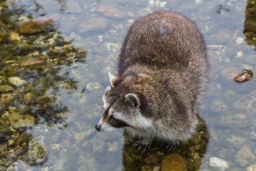 Raccoon standing in water and looking around.