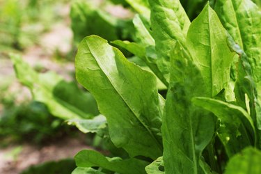 Sorrel plants in the garden growing in bed