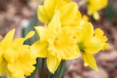 Daffodil (Narcissus pseudonarcissus), also called common daffodil or trumpet narcissus, closeup.