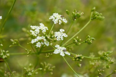 Caraway (Carum carvi). Cumin is one of the oldest spices.