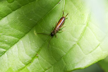 Earwig photographed on leaf with macro lens in the studio.