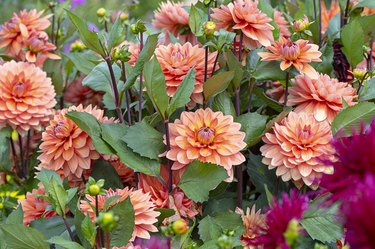 Close-up image of the beautiful summer flowering orange 'Waterlily' Dahlias and buds in soft sunshine