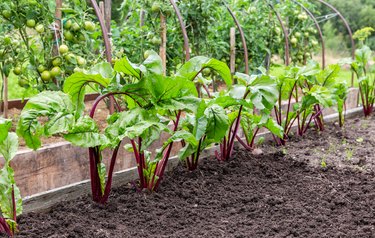 Beetroot grows at the vegetable garden