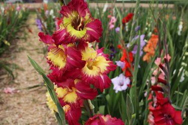 Beautiful natural gladiolus flower in the garden.