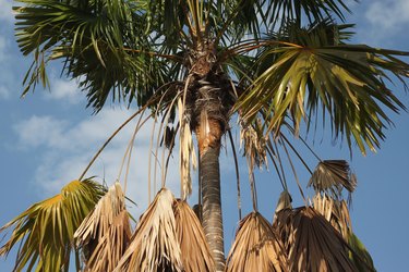 palm top contrast between living and dry leaves