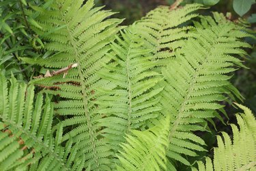 Green summer fern leaves in a park