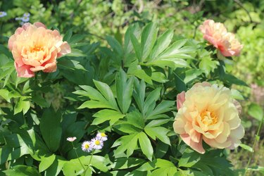 Peony Blossoms in a Vibrant Green Garden